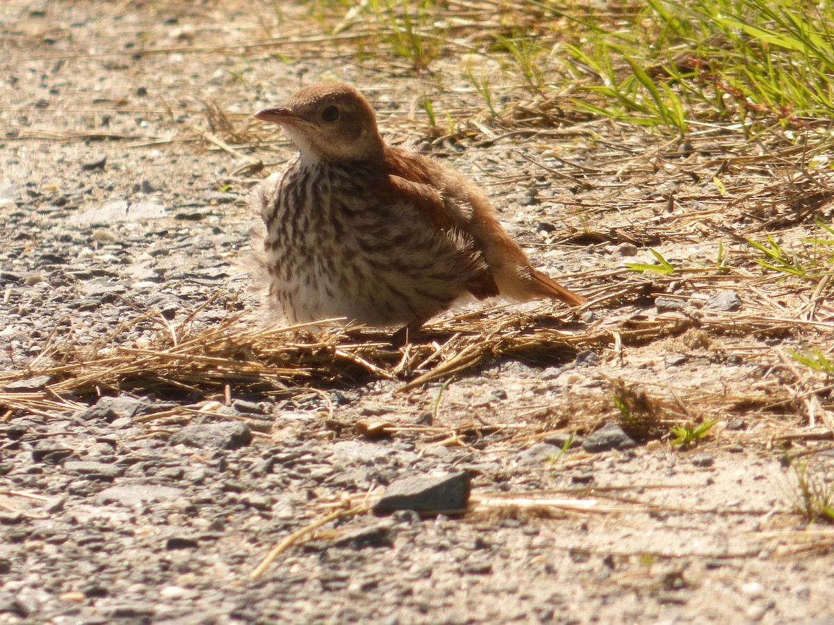 Brown Thrasher - ML619817145