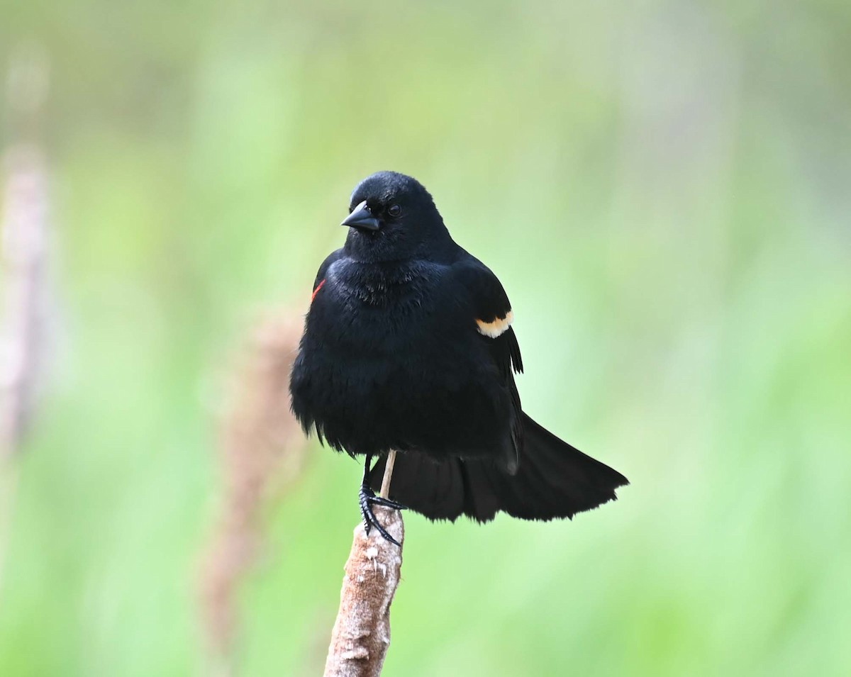 Red-winged Blackbird - ML619817156