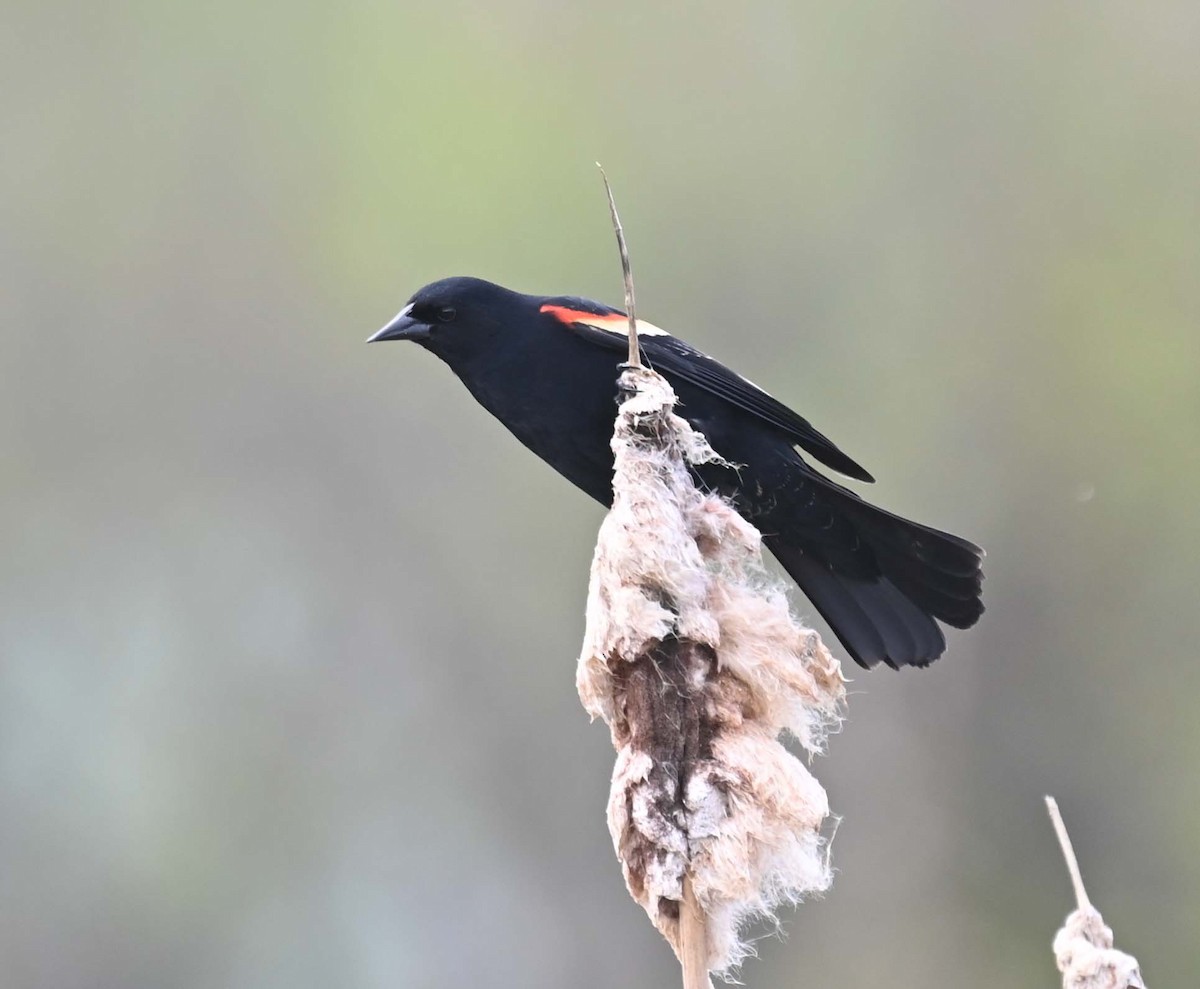 Red-winged Blackbird - ML619817157