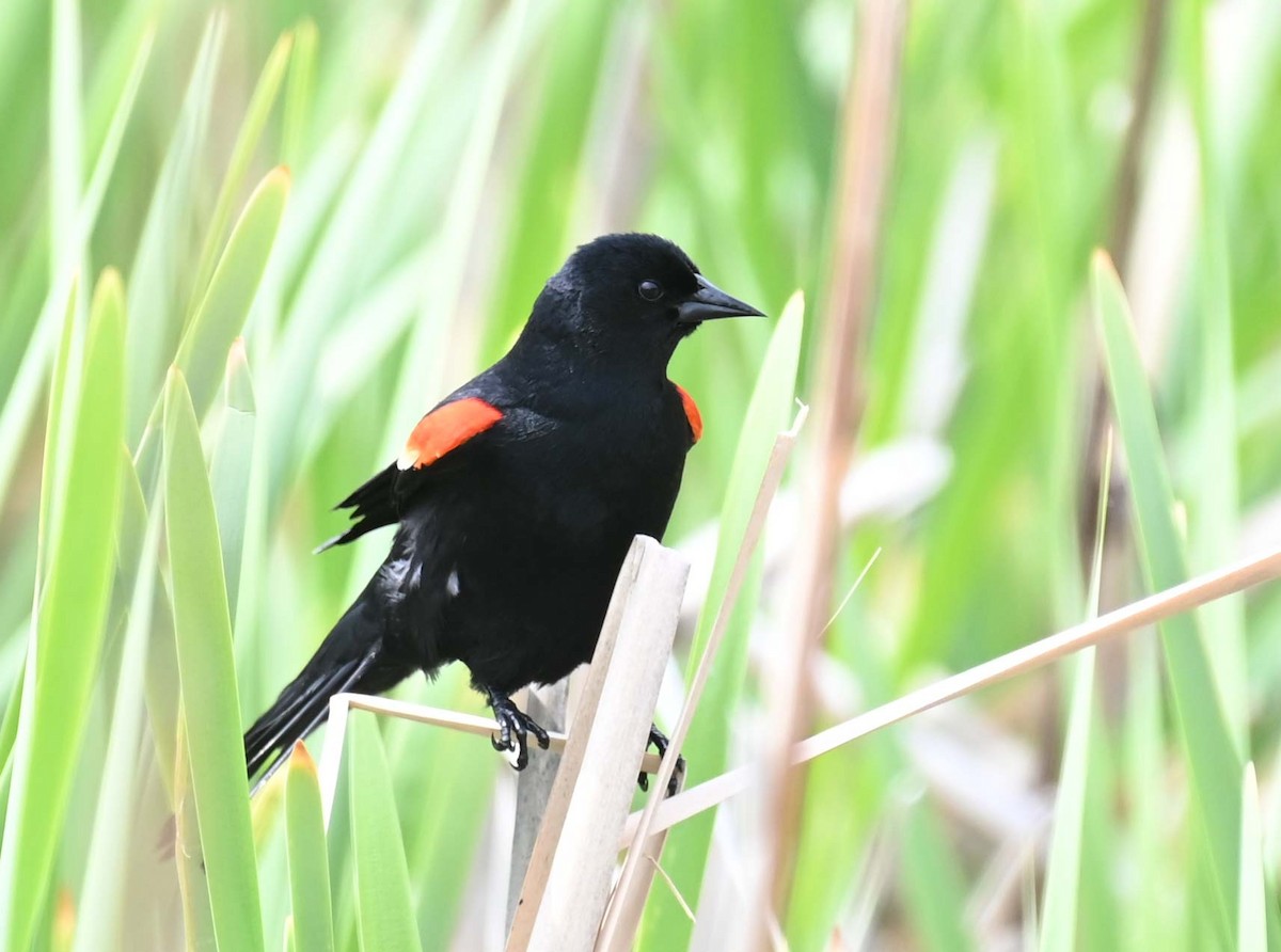 Red-winged Blackbird - ML619817158