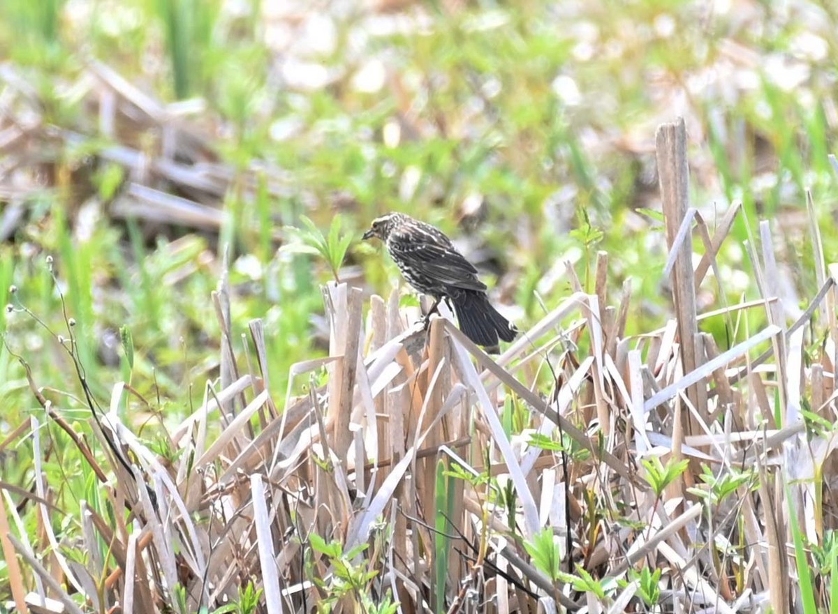 Red-winged Blackbird - ML619817159