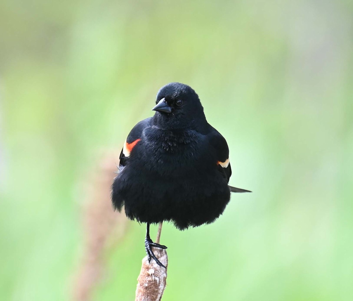 Red-winged Blackbird - ML619817161