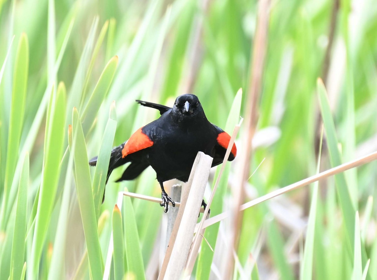 Red-winged Blackbird - ML619817163