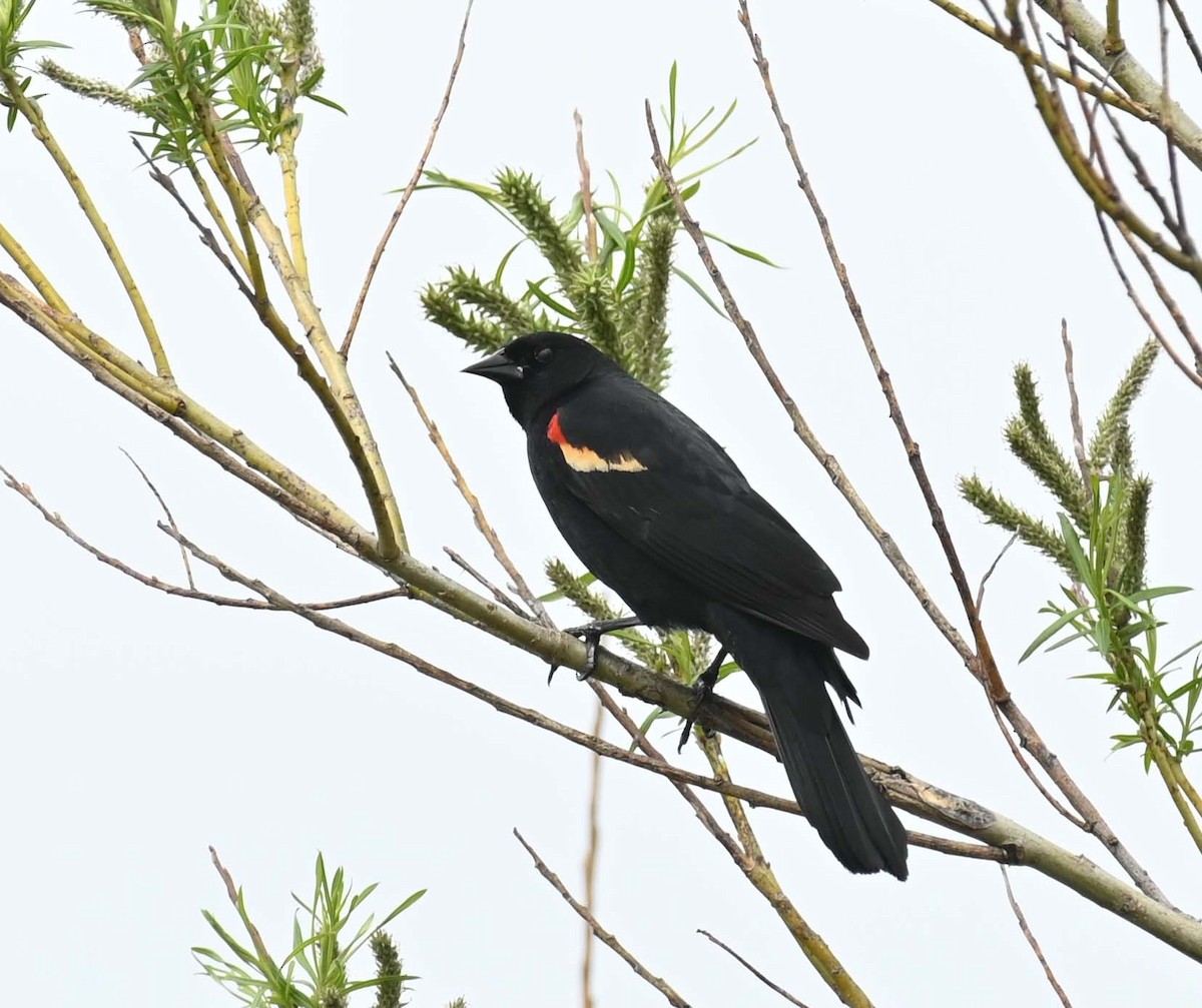 Red-winged Blackbird - ML619817164