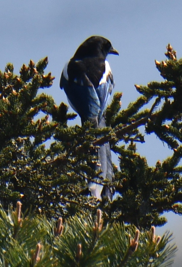 Eurasian Magpie - ML619817167