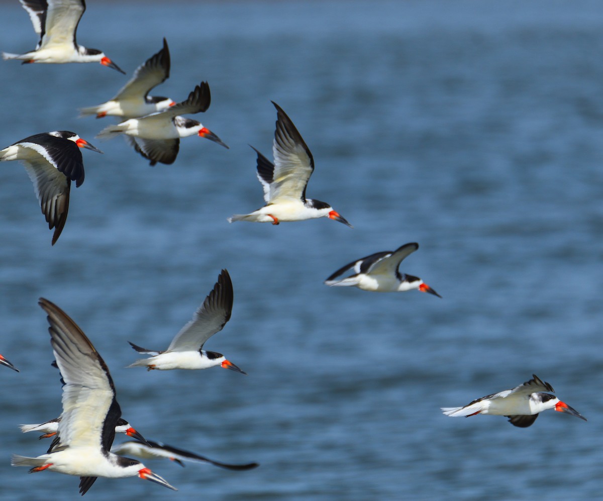 Black Skimmer - ML619817170