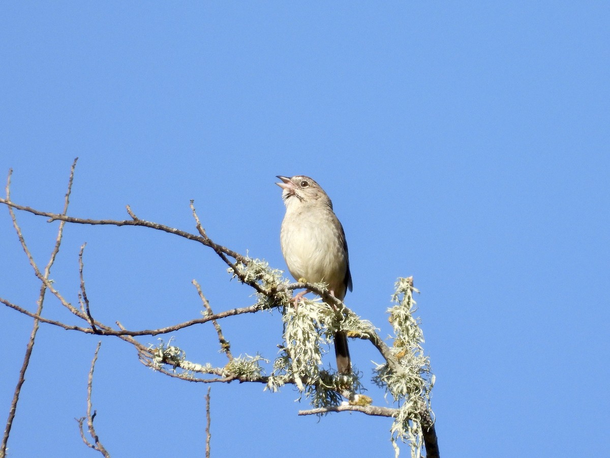 Rufous-crowned Sparrow - ML619817172