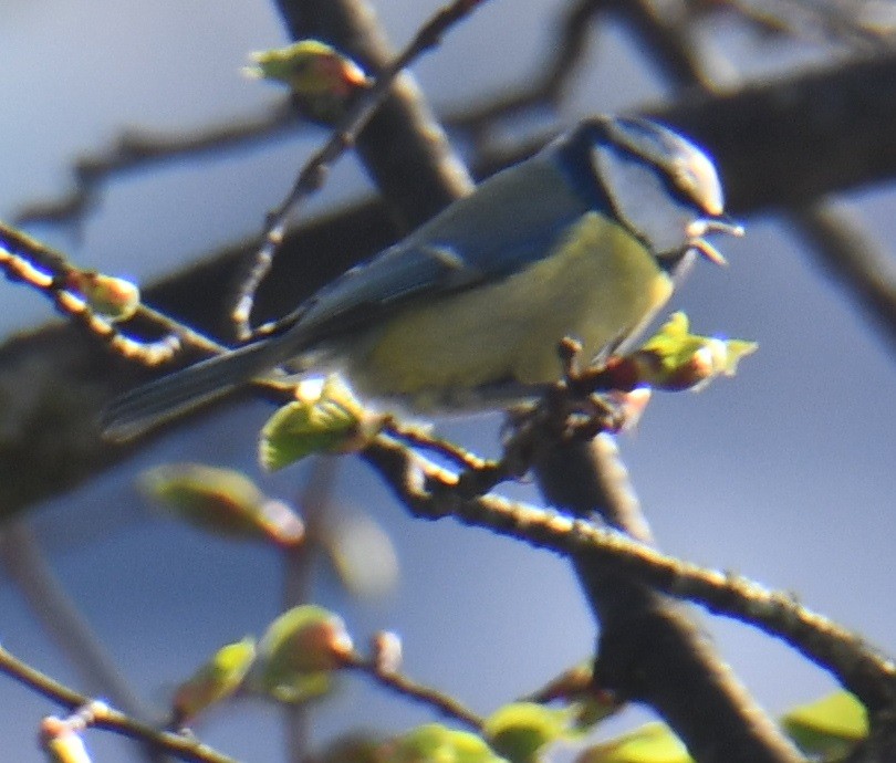 Eurasian Blue Tit - ML619817178