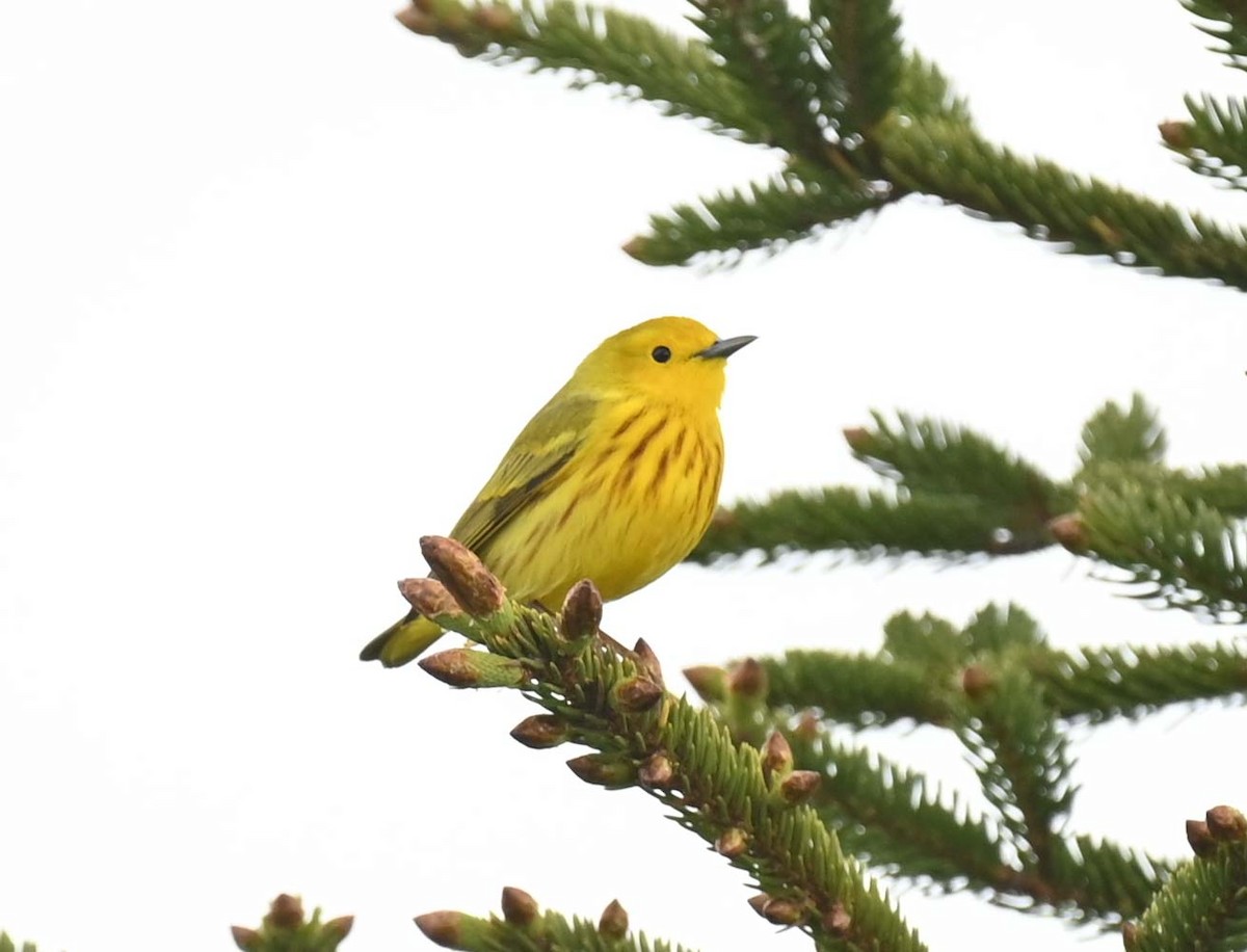 Yellow Warbler (Northern) - ML619817183
