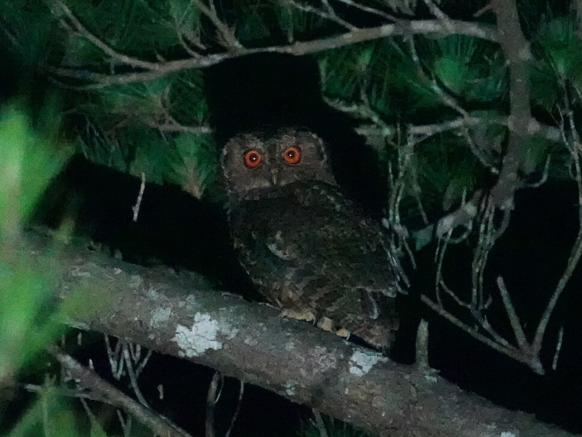 Japanese Scops-Owl - ML619817203