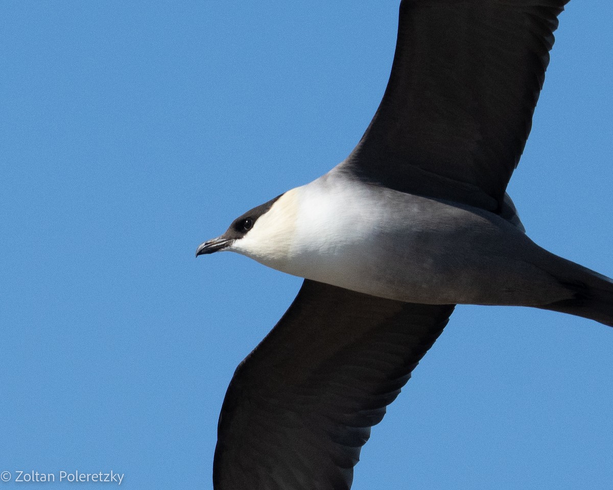 Long-tailed Jaeger - Zoltan Poleretzky