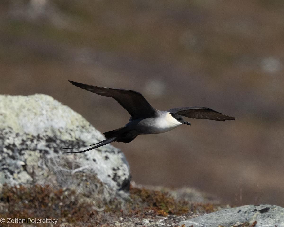 Long-tailed Jaeger - ML619817211