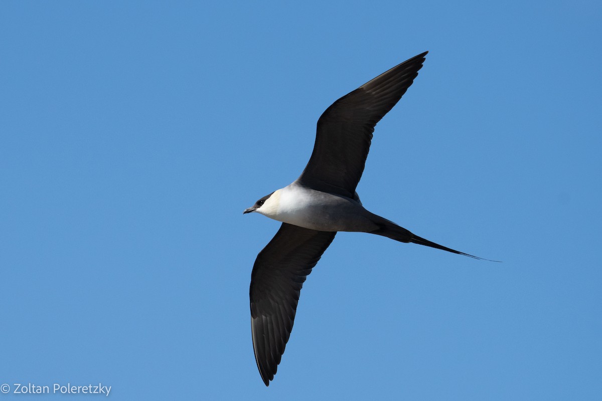 Long-tailed Jaeger - ML619817214