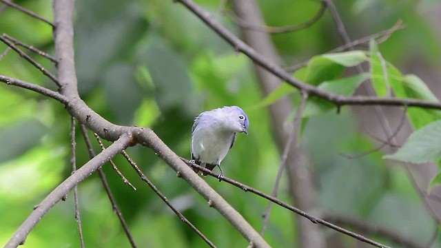 Gobemoucheron gris-bleu - ML619817215