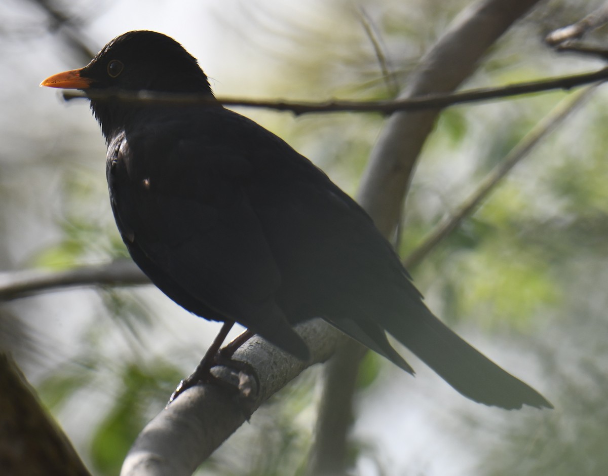 Eurasian Blackbird - ML619817221