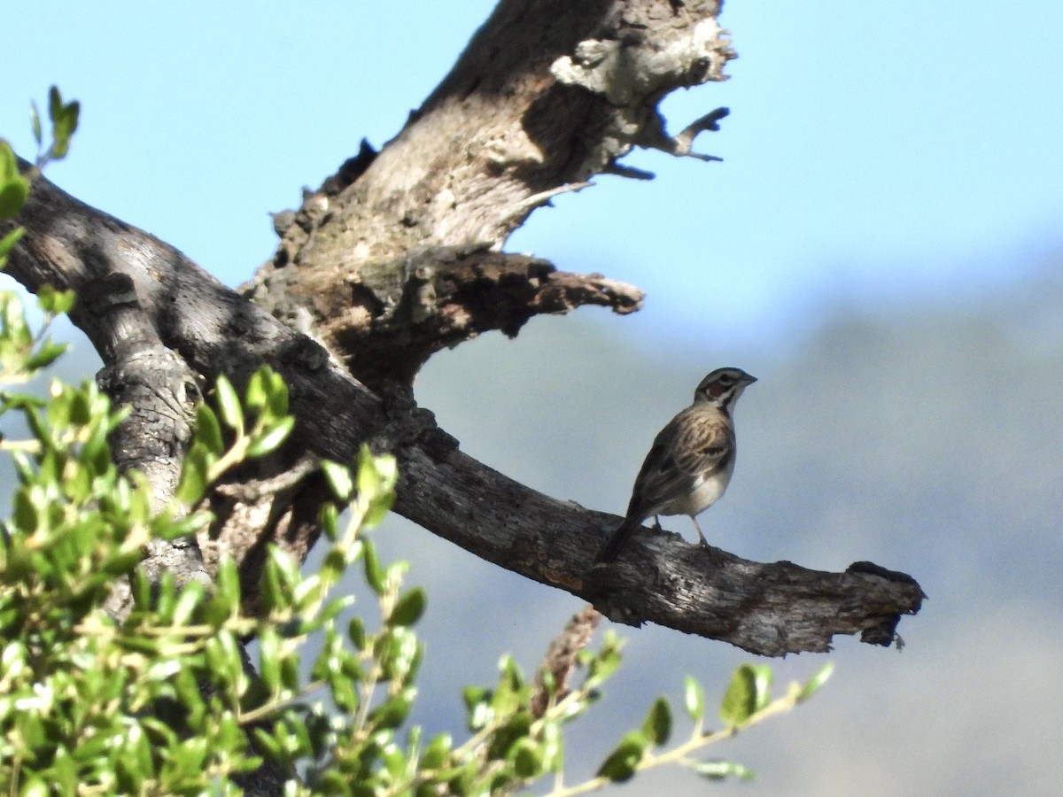 Lark Sparrow - ML619817229