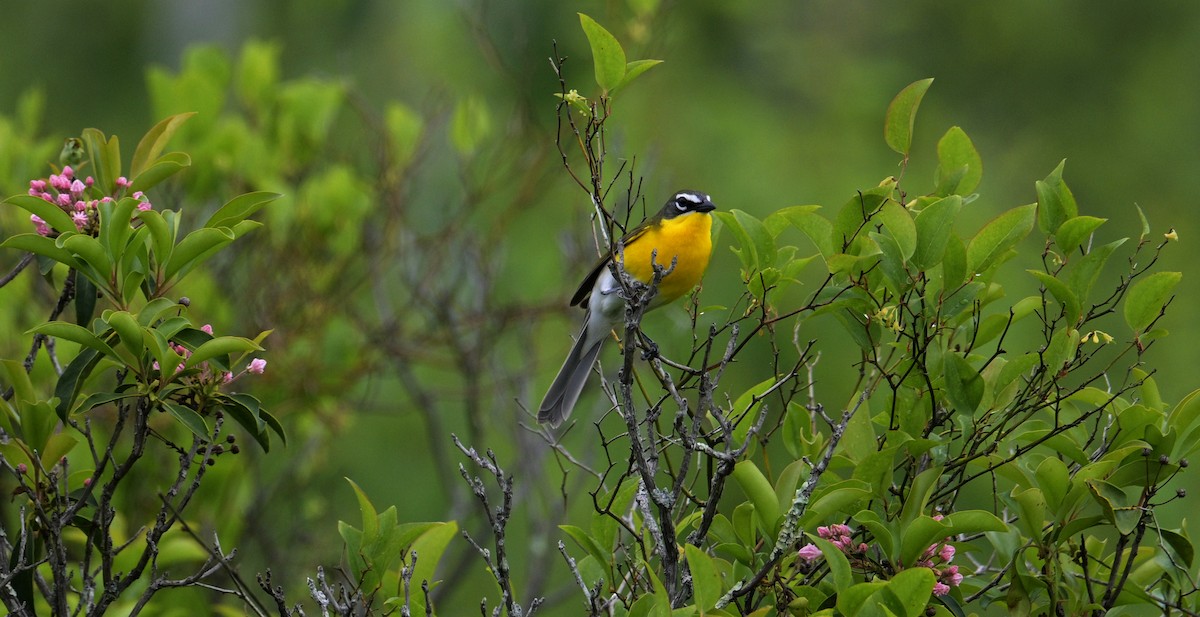 Yellow-breasted Chat - ML619817245