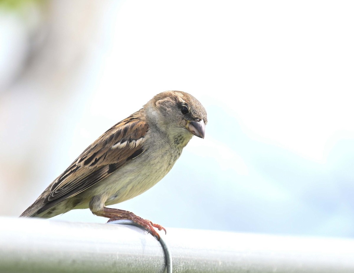 House Sparrow - ML619817251