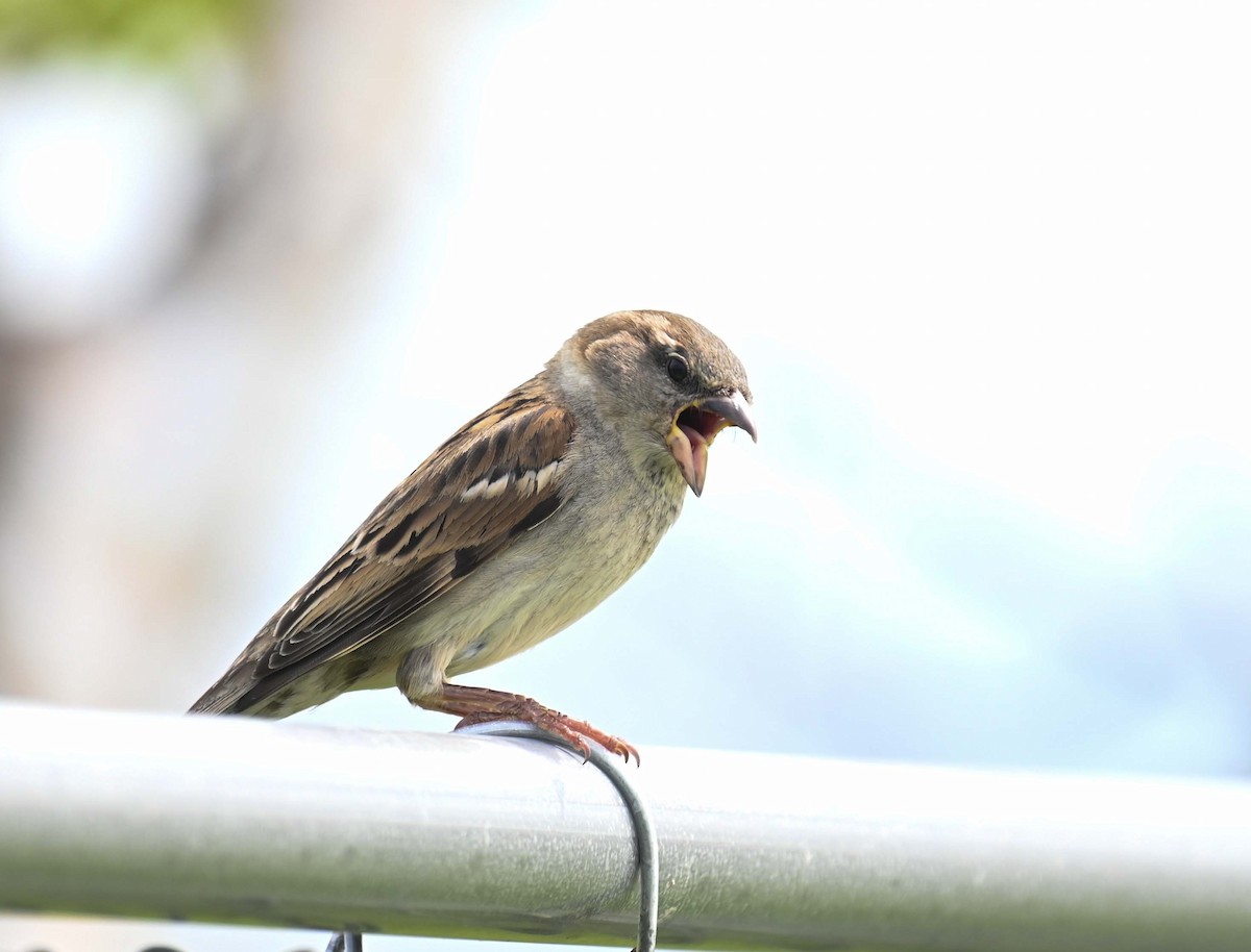 House Sparrow - Kathy Marche