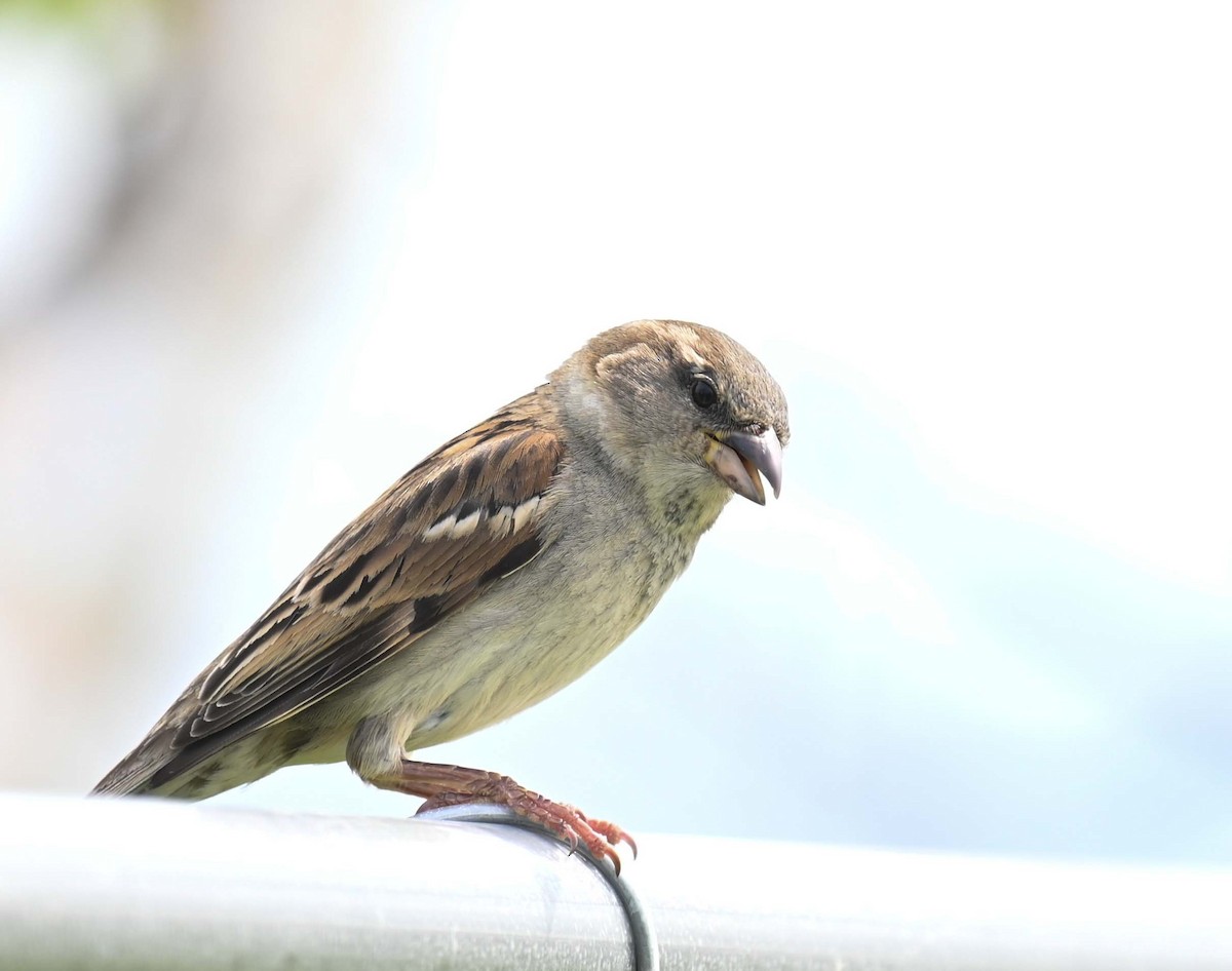 House Sparrow - ML619817253