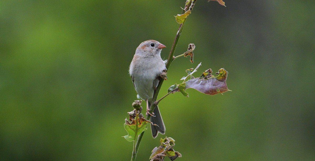 Field Sparrow - ML619817254