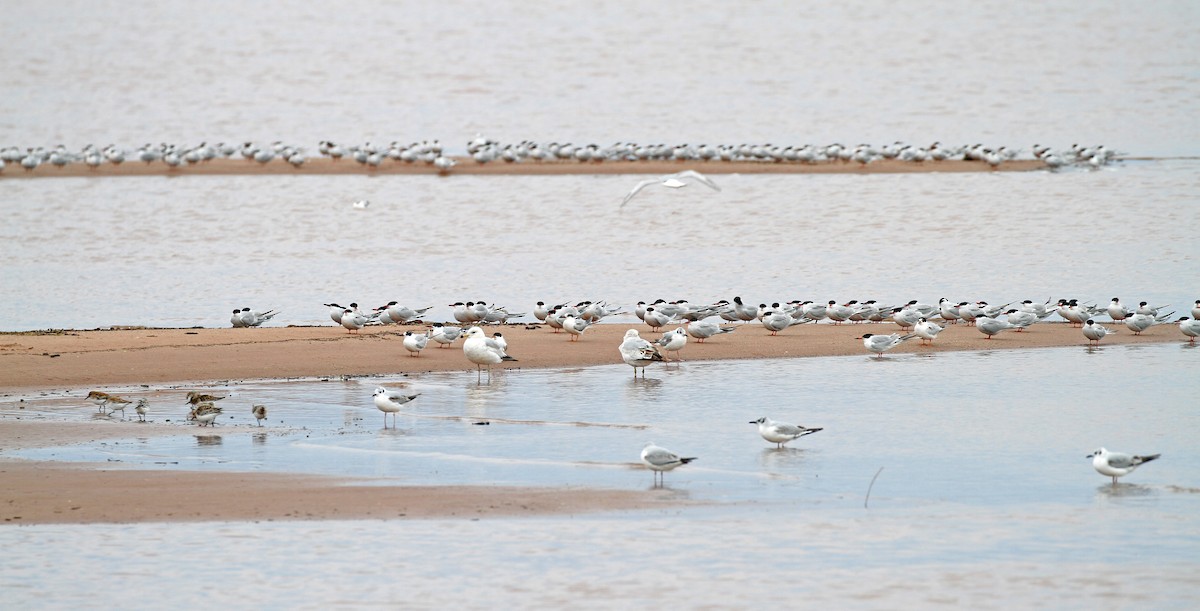 Common Tern - ML619817256