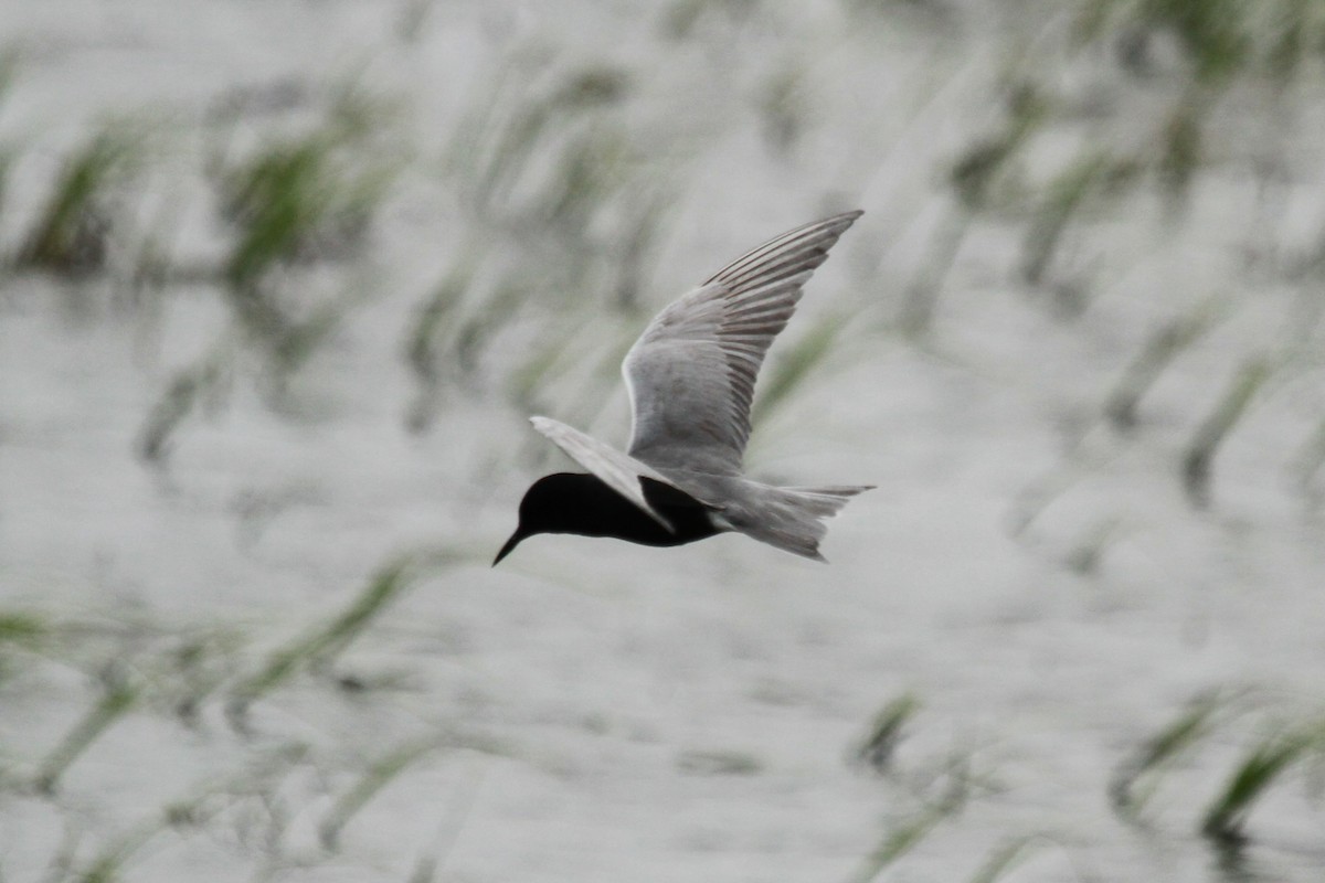 Black Tern - ML619817260