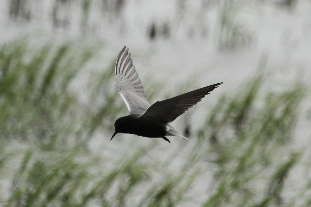 Black Tern - ML619817264