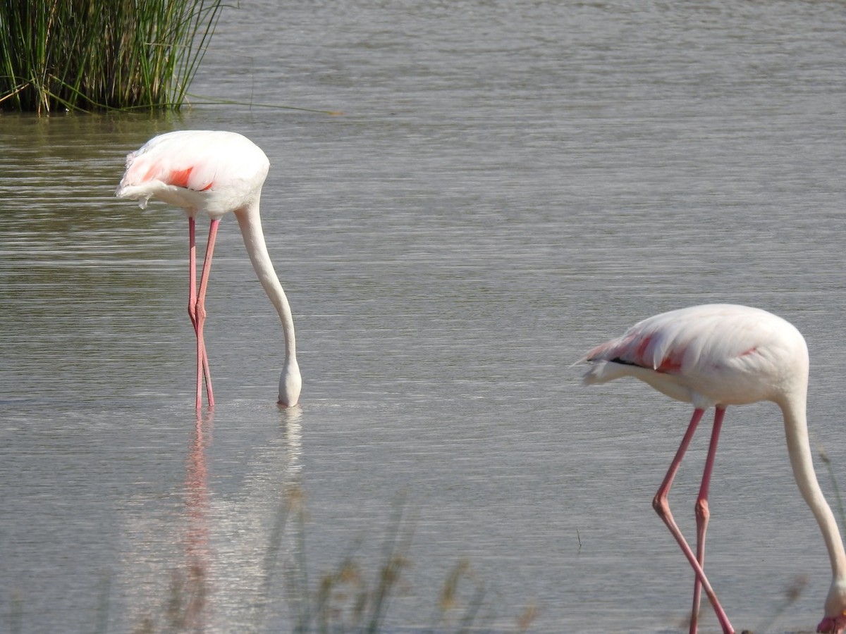 Greater Flamingo - ML619817266