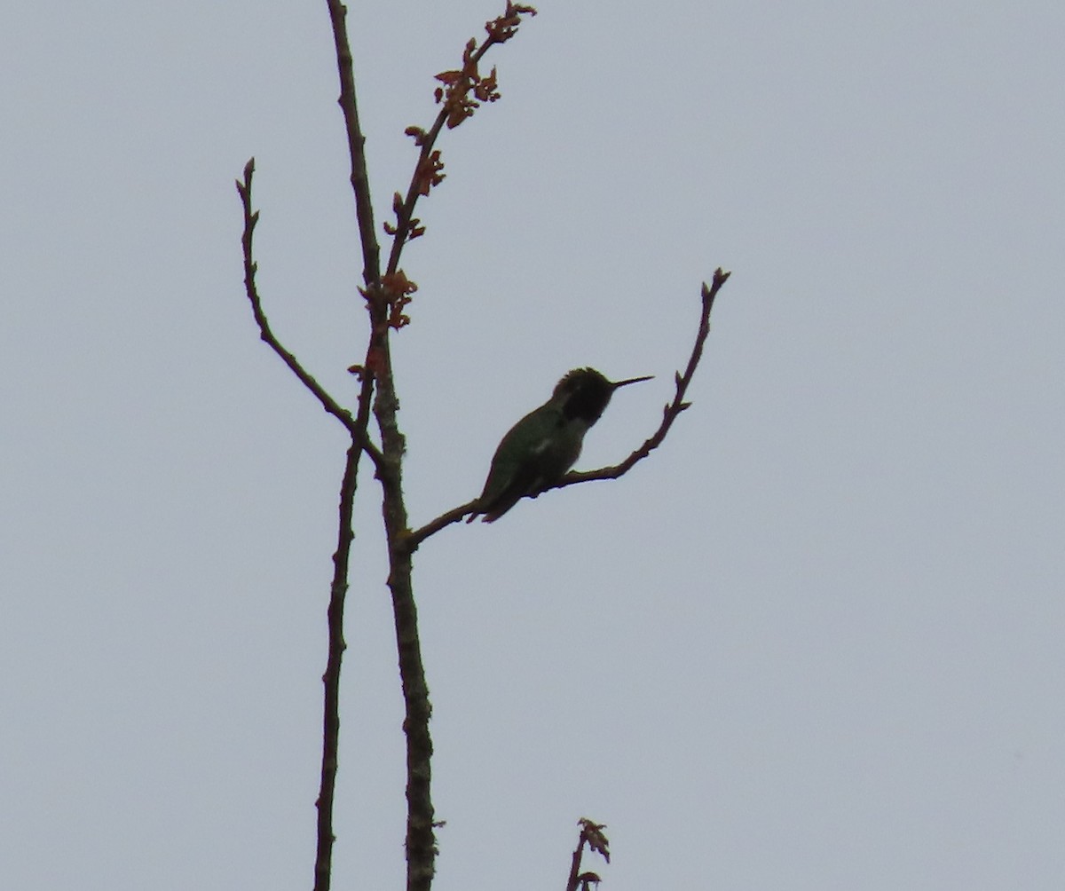 hummingbird sp. - ML619817270