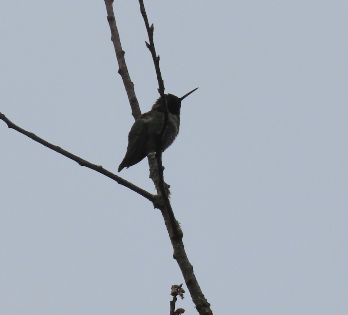 ub. kolibri (Trochilidae sp.) - ML619817271