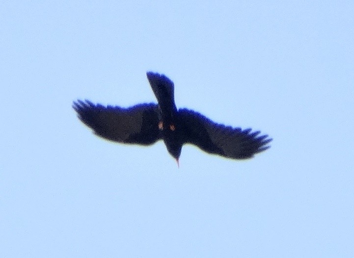 Red-billed Chough - ML619817284