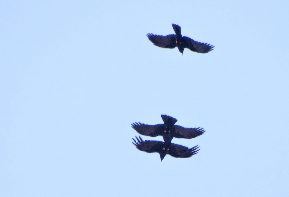 Red-billed Chough - ML619817285