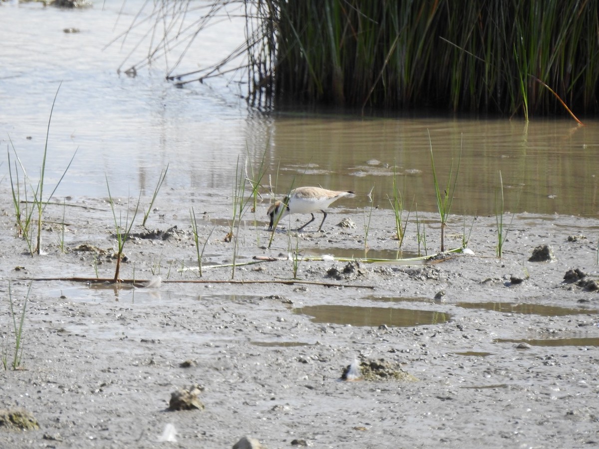 Kentish Plover - ML619817292