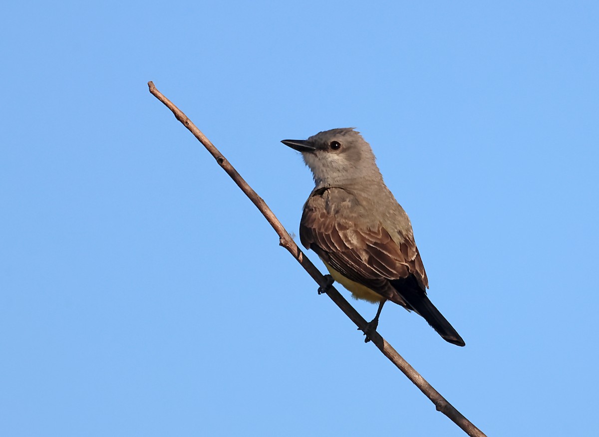 Western Kingbird - ML619817301