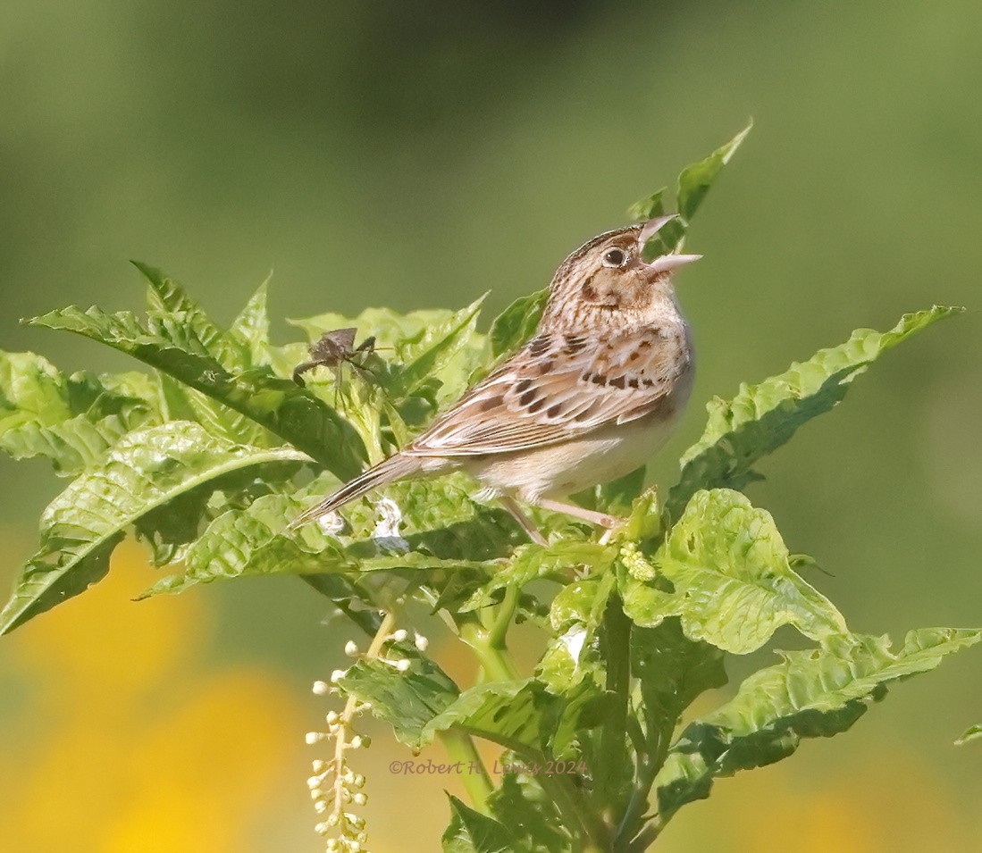Grasshopper Sparrow - ML619817320