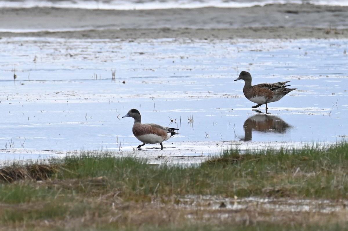 American Wigeon - ML619817321