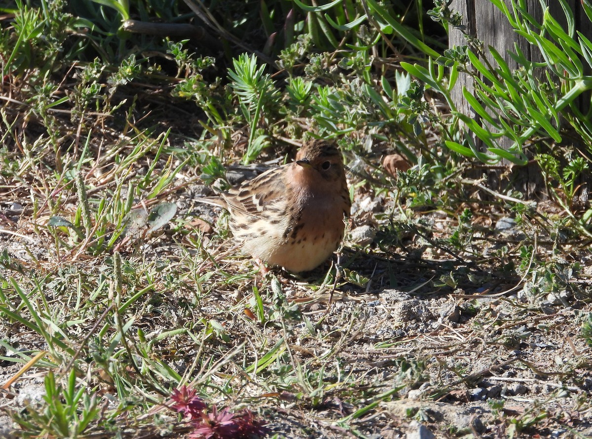 Red-throated Pipit - ML619817335