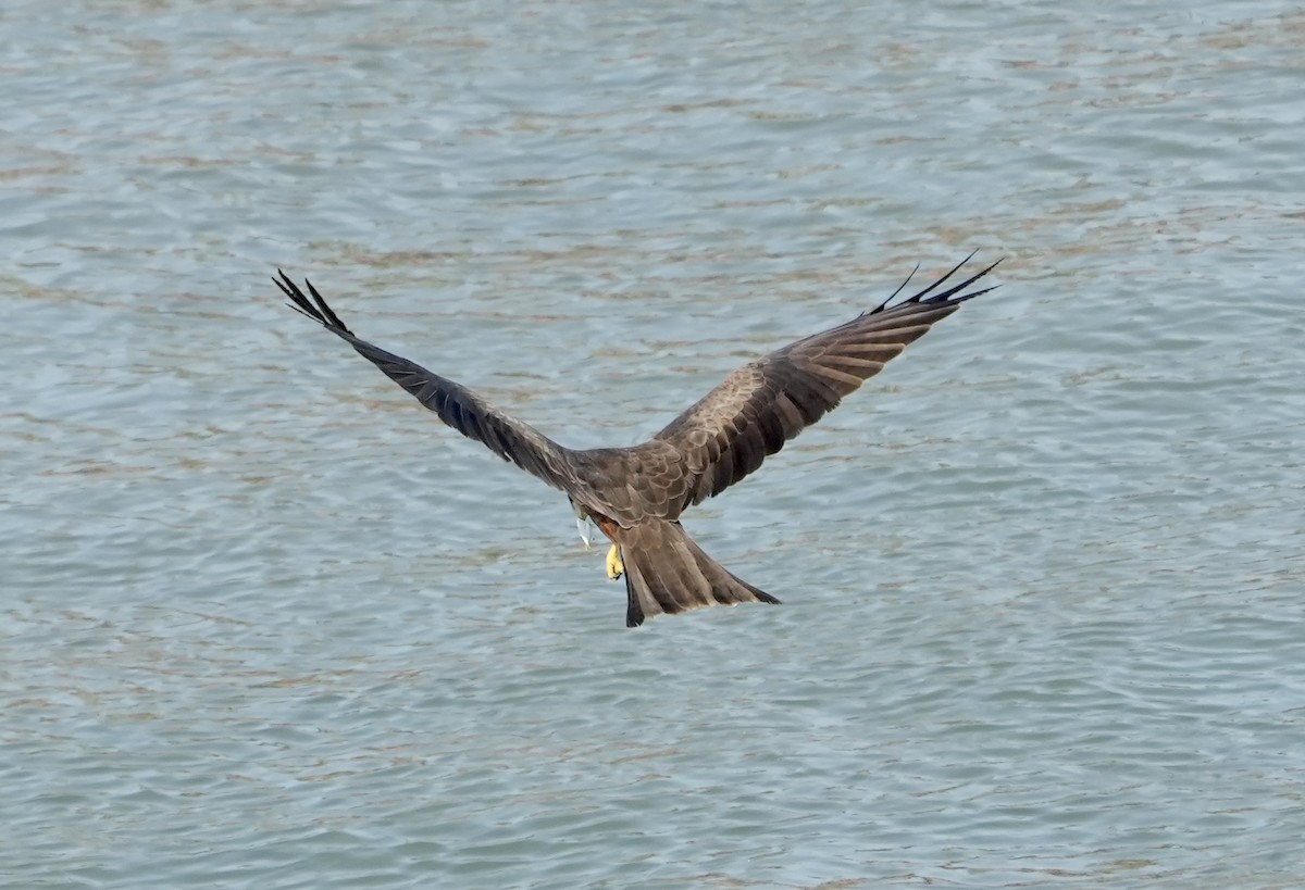 Black Kite - ML619817337