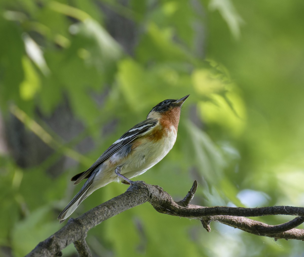 Bay-breasted Warbler - ML619817339