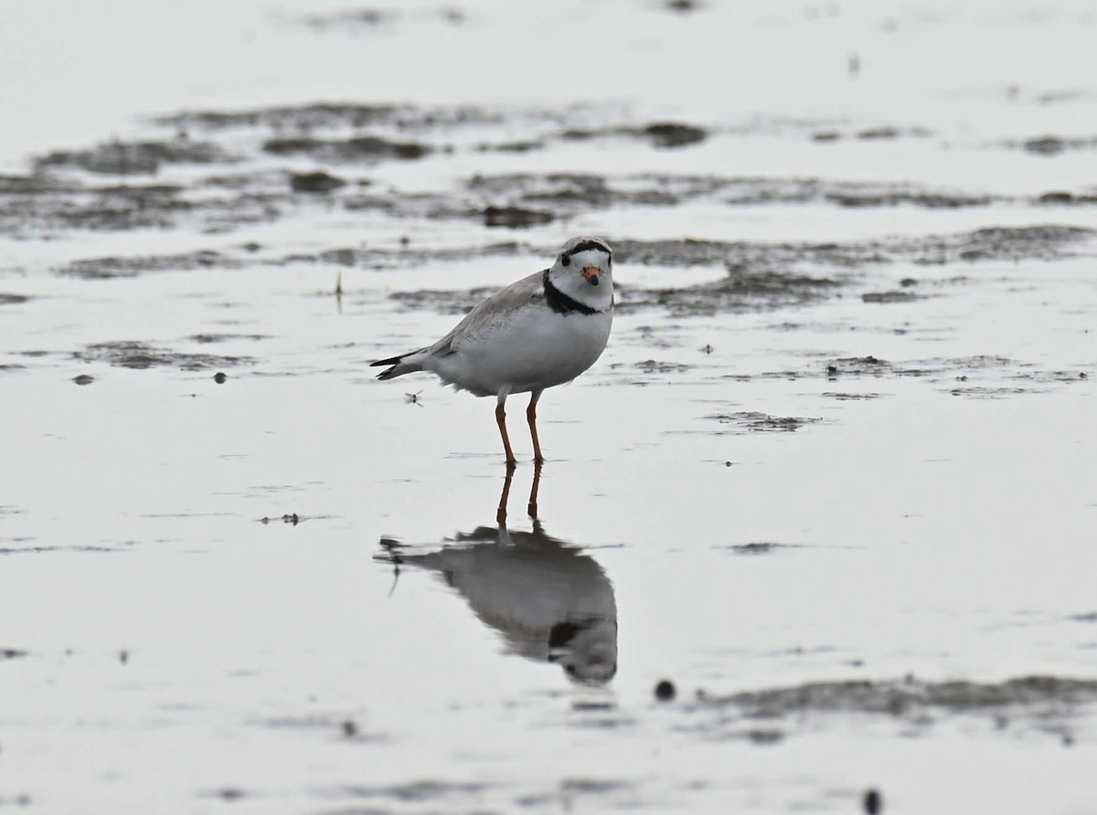 Piping Plover - ML619817342