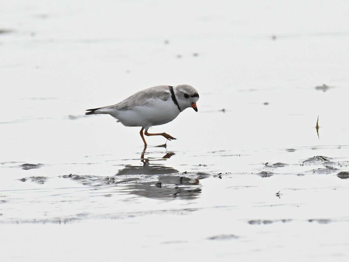 Piping Plover - ML619817343