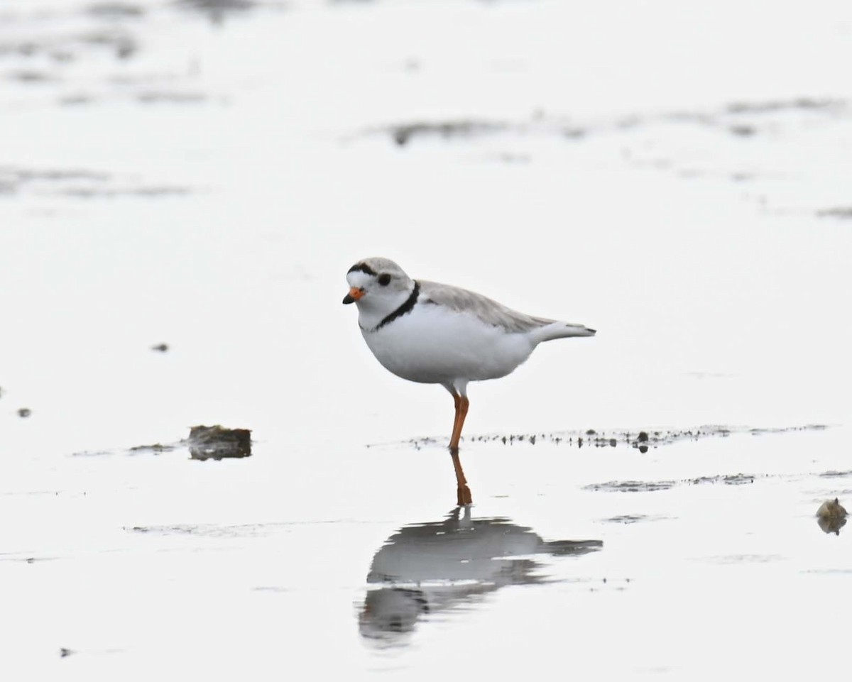 Piping Plover - ML619817344