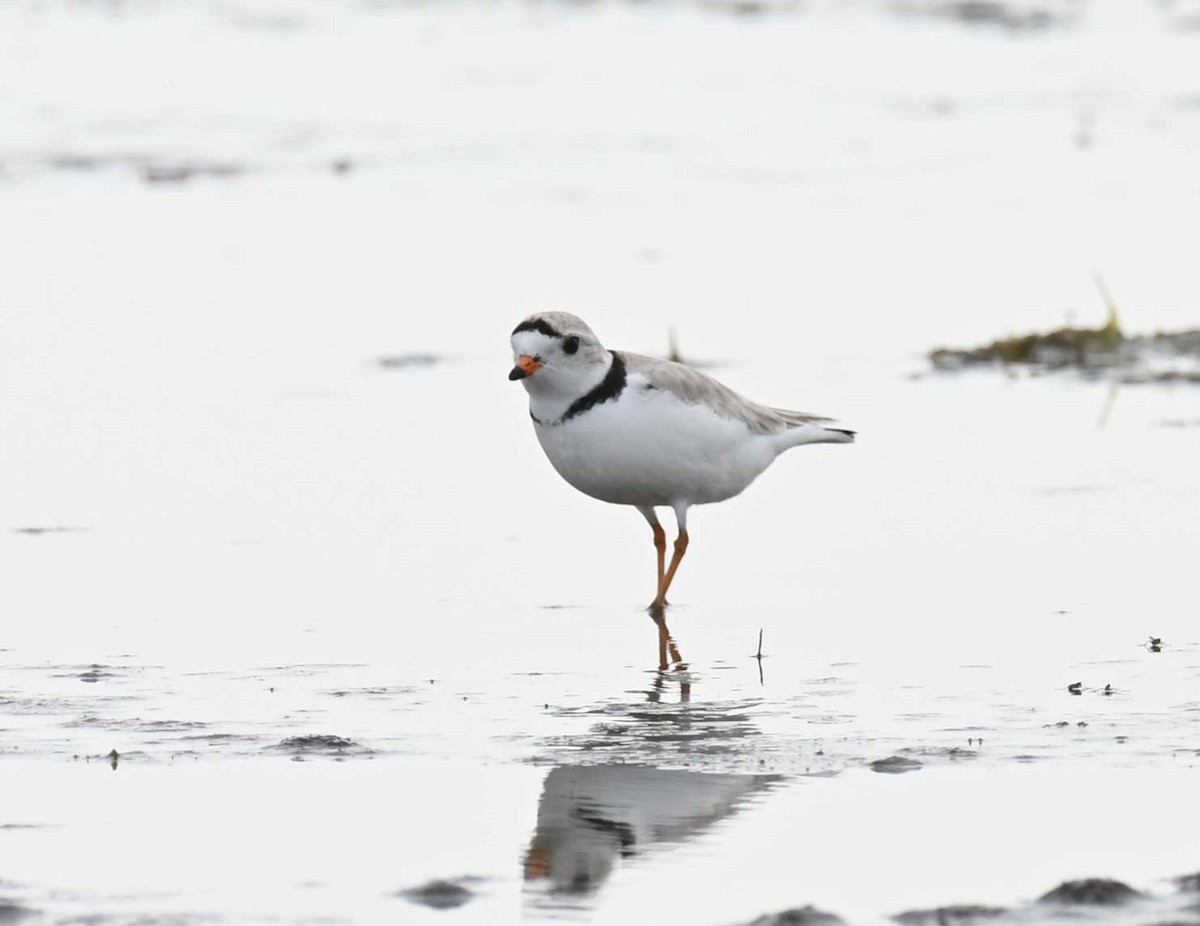 Piping Plover - ML619817345