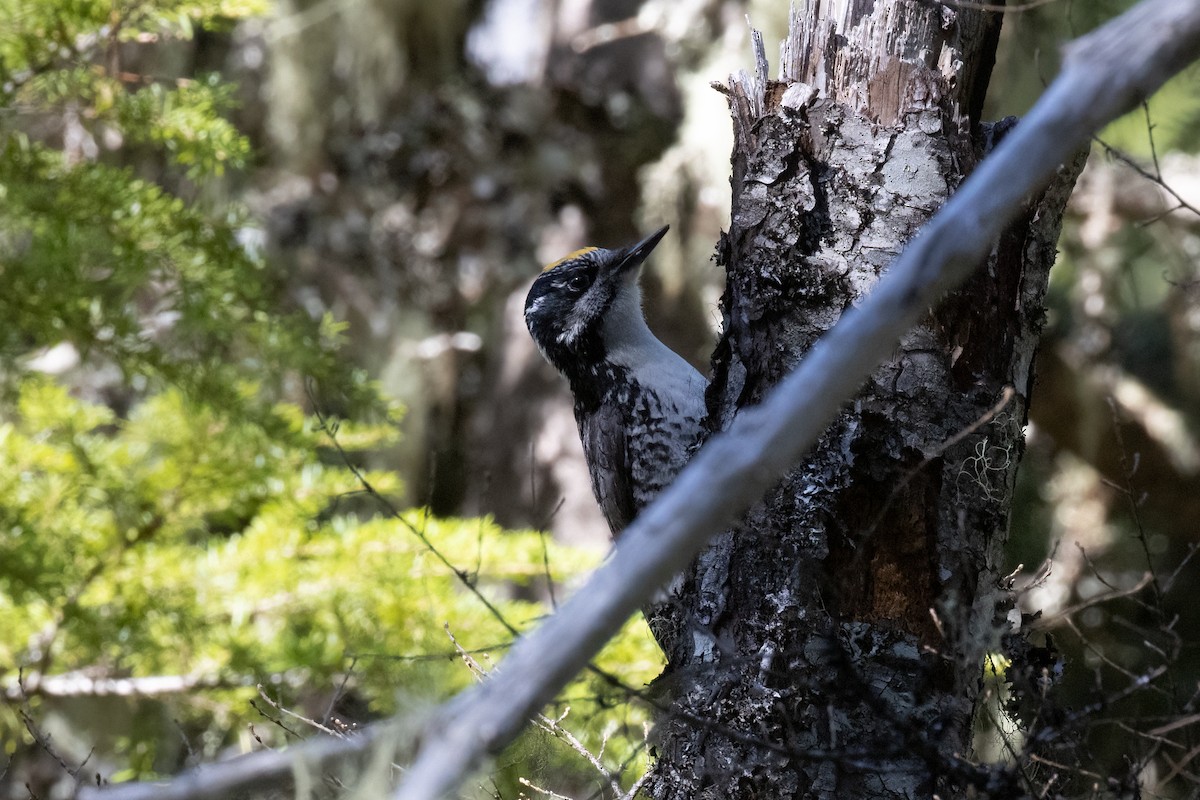 American Three-toed Woodpecker - Kyle Landstra