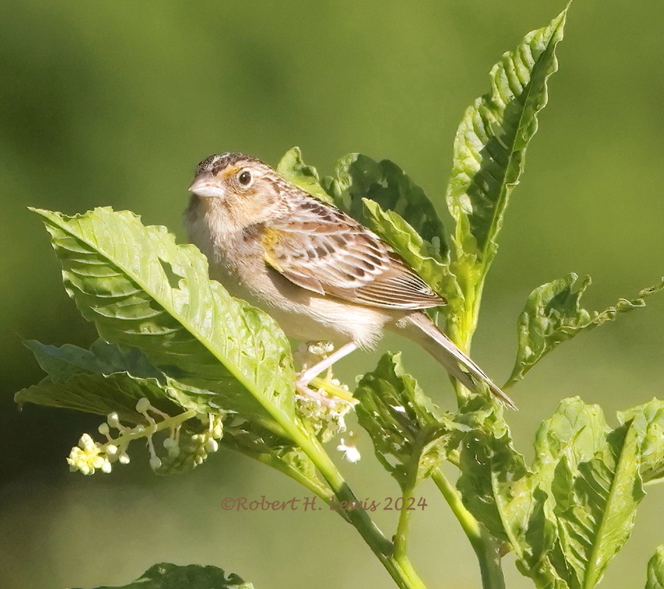 Grasshopper Sparrow - ML619817360