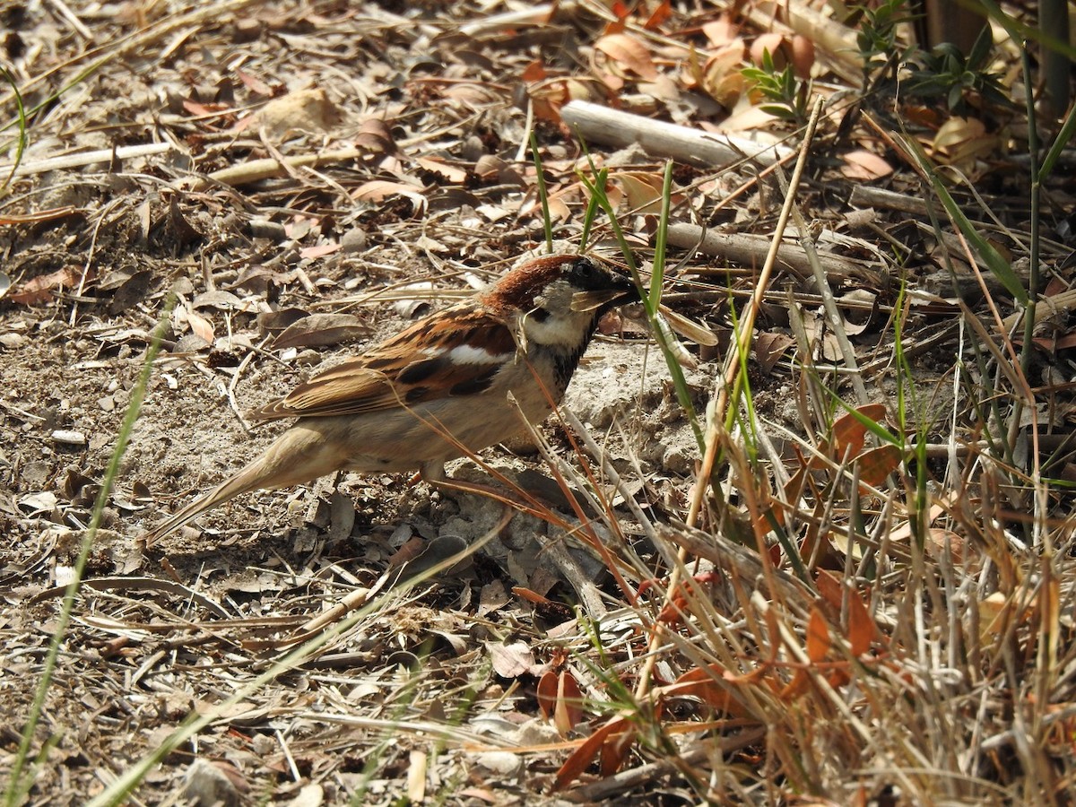 House Sparrow - ML619817362