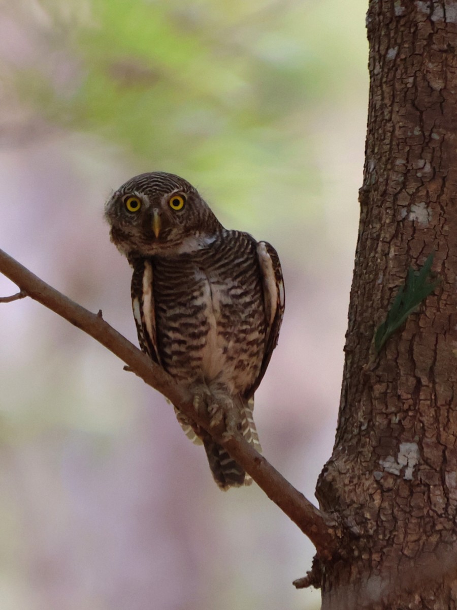 Jungle Owlet - ML619817372