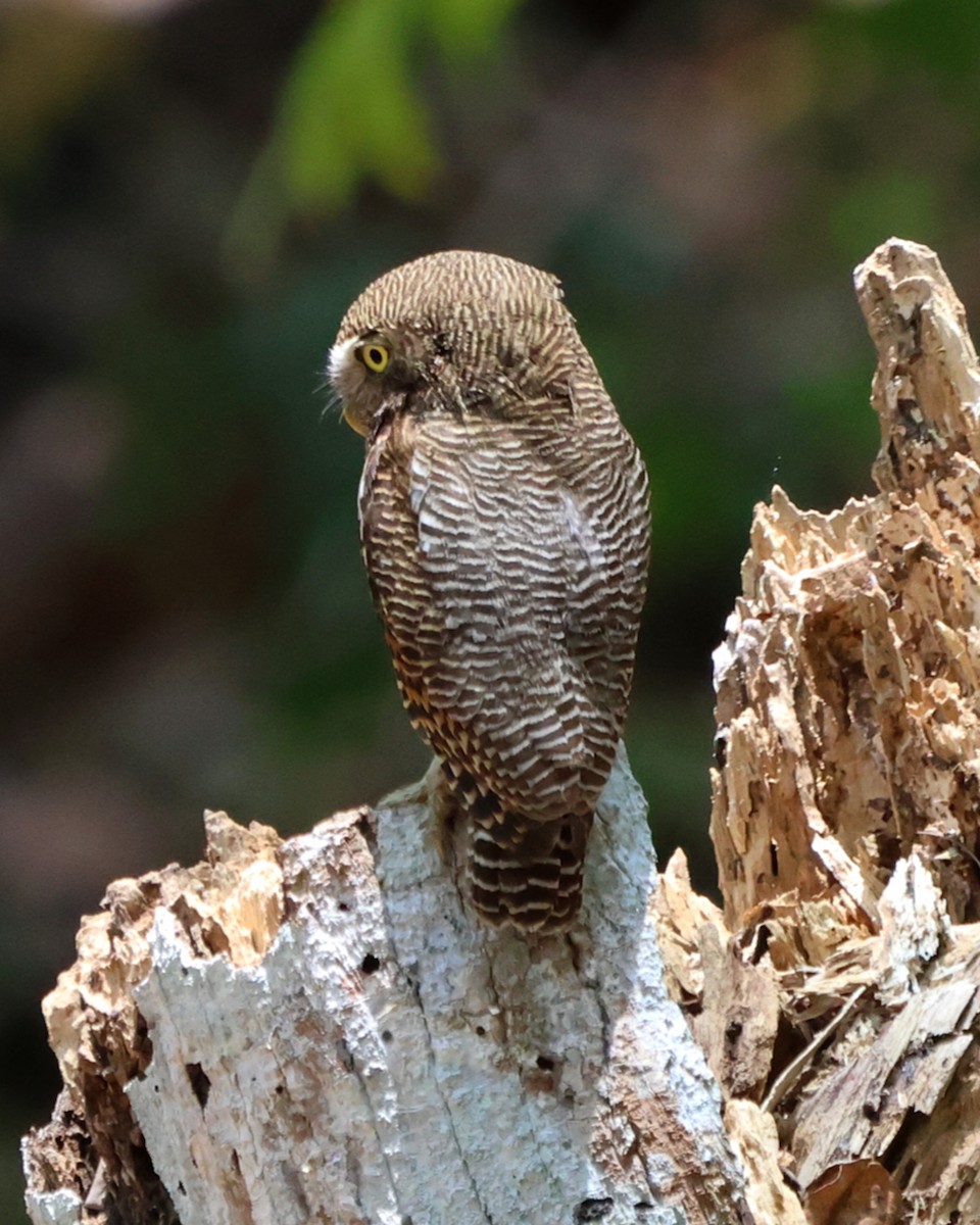 Jungle Owlet - ML619817373