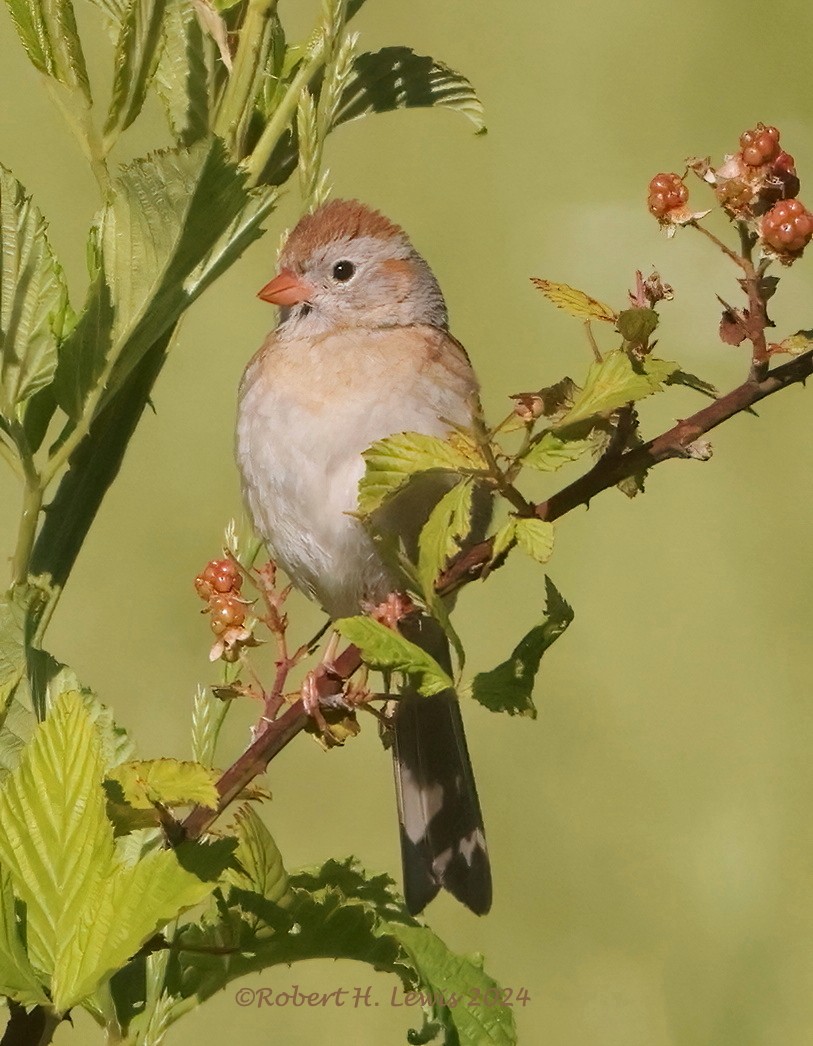 Field Sparrow - ML619817374